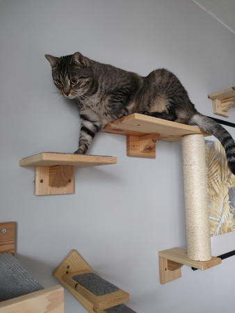 Półka schodek dł.20 cm dla kota