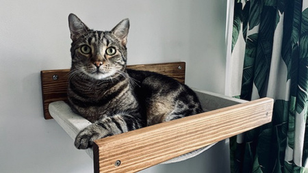 Legowisko i schodki dla kota - zestaw kolor dąb-orzech