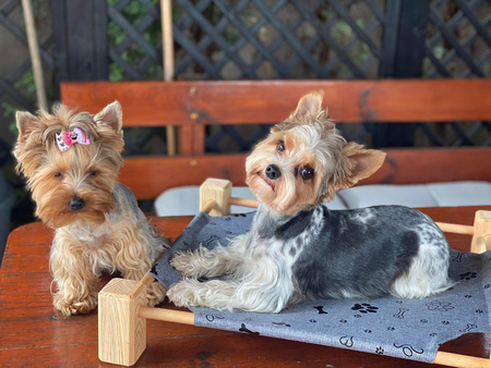 Legowisko pupiLove dla kota i małego psa