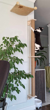 Drapak ścienny dla kota 2 słupki