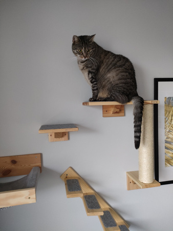 Półka dł.40 cm dla kota