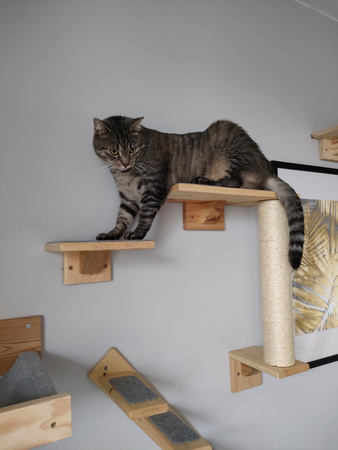 Półka dł.40 cm dla kota