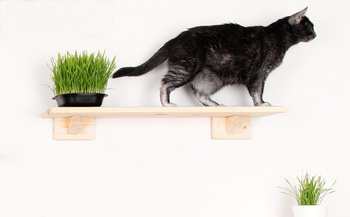 Półka dł.80 cm dla kota