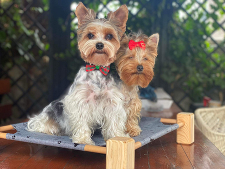 Legowisko pupiLove dla kota i małego psa